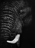 Elephant Print By Gareth Putter 50cm x 70cm